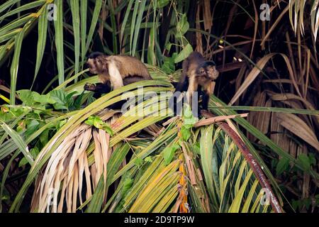 Zwei freilaufende, wild tuftete Kapuzinermönige, die in einer Palme in den Georgetown Botanical Gardens, Georgetown, Guyana, fressen. Stockfoto