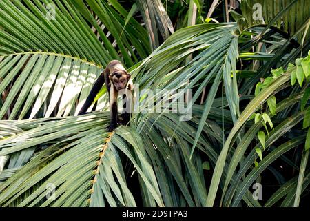 Ein wildes, frei wandernden, tufted Kapuziner, der in einer Palme im Georgetown Botanical Gardens in Georgetown, Guyana, füttert. Stockfoto