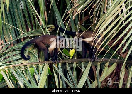 Zwei freilaufende, wild tuftete Kapuzinermönige, die in einer Palme in den Georgetown Botanical Gardens, Georgetown, Guyana, fressen. Stockfoto