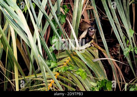 Ein wildes, frei wandernden, tufted Kapuziner, der in einer Palme im Georgetown Botanical Gardens in Georgetown, Guyana, füttert. Stockfoto