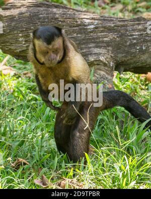 Ein wilder, freiwilder Kapuzineraffen, der auf dem Gelände des Paramaribo Zoos, Paramaribo und Suriname auf Nahrungssuche ist. Stockfoto