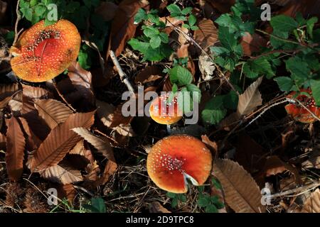 Fliege agaric amanita muscaria amanitaceae Familie psychedelische Reise hohe Qualität Abzüge Stockfoto