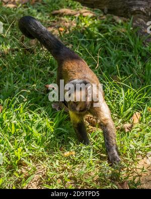 Ein wilder, freiwilder Kapuzineraffen, der auf dem Gelände des Paramaribo Zoos, Paramaribo und Suriname auf Nahrungssuche ist. Stockfoto