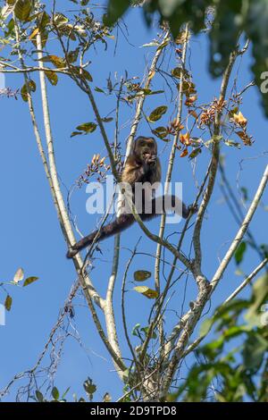 Ein Kapuzineraffe, der sich im Pepperpot Nature Reserve in der Nähe von Paramaribo, Suriname von gelben Blüten ernährt. Stockfoto