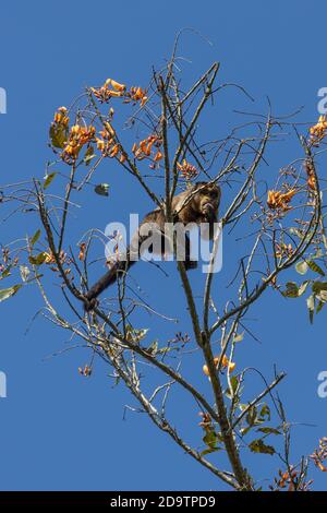 Ein Kapuzineraffe, der sich im Pepperpot Nature Reserve in der Nähe von Paramaribo, Suriname von gelben Blüten ernährt. Stockfoto