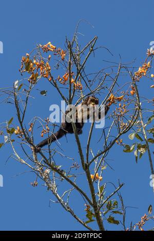 Ein Kapuzineraffe, der sich im Pepperpot Nature Reserve in der Nähe von Paramaribo, Suriname von gelben Blüten ernährt. Stockfoto