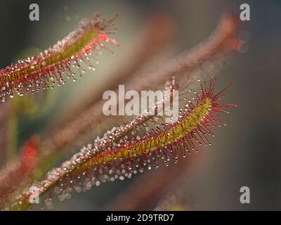 Nahaufnahme von glitzernden roten Stielen mit hinterleuchteten klebrigen Blobs Wellige grüne Blätter von Kap Sonnentau (Drosera capensis) Eine insektenfressende Pflanze Stockfoto