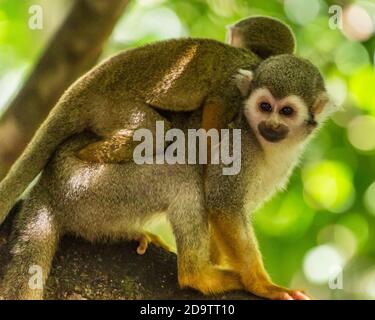 Frei-Roaming Eichhörnchen Affen, Saimiri sciureus, in einem Naturschutzgebiet im Regenwald der Dominikanischen Republik. Heimisch im Amazonasbecken. Stockfoto