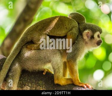 Frei-Roaming Eichhörnchen Affen, Saimiri sciureus, in einem Naturschutzgebiet im Regenwald der Dominikanischen Republik. Heimisch im Amazonasbecken. Stockfoto