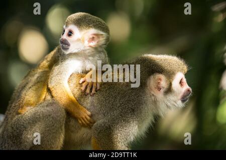 Frei-Roaming Eichhörnchen Affen, Saimiri sciureus, in einem Naturschutzgebiet im Regenwald der Dominikanischen Republik. Heimisch im Amazonasbecken. Stockfoto
