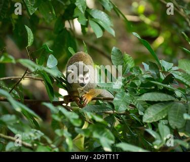 Frei-Roaming Eichhörnchen Affen, Saimiri sciureus, in einem Naturschutzgebiet im Regenwald der Dominikanischen Republik. Heimisch im Amazonasbecken. Stockfoto