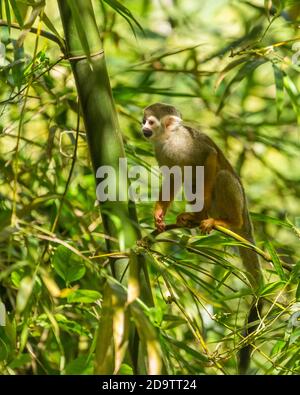 Frei-Roaming Eichhörnchen Affen, Saimiri sciureus, in einem Naturschutzgebiet im Regenwald der Dominikanischen Republik. Heimisch im Amazonasbecken. Stockfoto