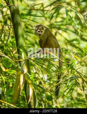 Frei-Roaming Eichhörnchen Affen, Saimiri sciureus, in einem Naturschutzgebiet im Regenwald der Dominikanischen Republik. Heimisch im Amazonasbecken. Stockfoto