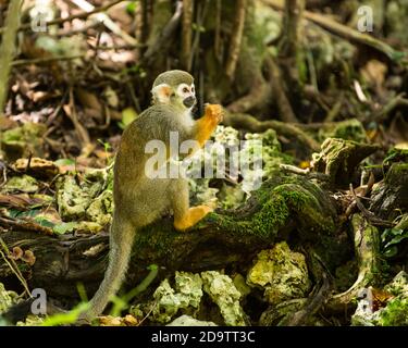 Frei-Roaming Eichhörnchen Affen, Saimiri sciureus, in einem Naturschutzgebiet im Regenwald der Dominikanischen Republik. Heimisch im Amazonasbecken. Stockfoto