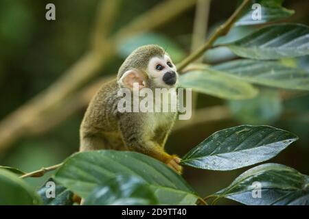 Frei-Roaming Eichhörnchen Affen, Saimiri sciureus, in einem Naturschutzgebiet im Regenwald der Dominikanischen Republik. Heimisch im Amazonasbecken. Stockfoto
