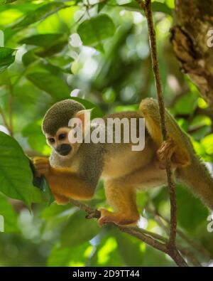 Frei-Roaming Eichhörnchen Affen, Saimiri sciureus, in einem Naturschutzgebiet im Regenwald der Dominikanischen Republik. Heimisch im Amazonasbecken. Stockfoto