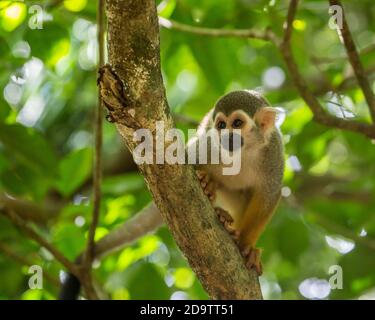 Frei-Roaming Eichhörnchen Affen, Saimiri sciureus, in einem Naturschutzgebiet im Regenwald der Dominikanischen Republik. Heimisch im Amazonasbecken. Stockfoto