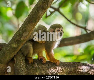 Frei-Roaming Eichhörnchen Affen, Saimiri sciureus, in einem Naturschutzgebiet im Regenwald der Dominikanischen Republik. Heimisch im Amazonasbecken. Stockfoto