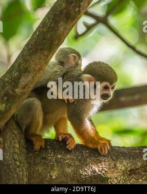 Frei-Roaming Eichhörnchen Affen, Saimiri sciureus, in einem Naturschutzgebiet im Regenwald der Dominikanischen Republik. Heimisch im Amazonasbecken. Stockfoto