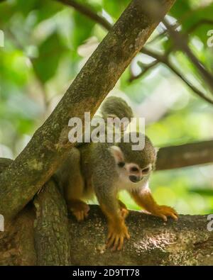 Frei-Roaming Eichhörnchen Affen, Saimiri sciureus, in einem Naturschutzgebiet im Regenwald der Dominikanischen Republik. Heimisch im Amazonasbecken. Stockfoto