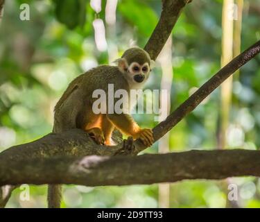 Frei-Roaming Eichhörnchen Affen, Saimiri sciureus, in einem Naturschutzgebiet im Regenwald der Dominikanischen Republik. Heimisch im Amazonasbecken. Stockfoto