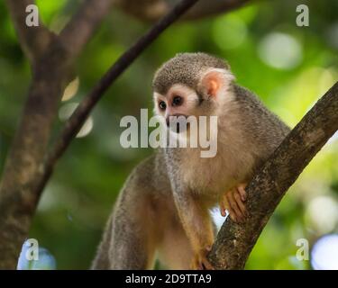 Frei-Roaming Eichhörnchen Affen, Saimiri sciureus, in einem Naturschutzgebiet im Regenwald der Dominikanischen Republik. Heimisch im Amazonasbecken. Stockfoto