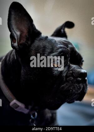 Porträt einer stattlich aussehenden französischen Bulldogge mit rosa Kragen Stockfoto