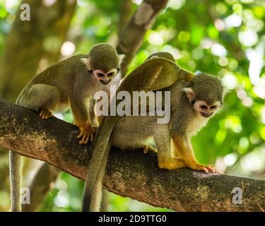 Frei-Roaming Eichhörnchen Affen, Saimiri sciureus, in einem Naturschutzgebiet im Regenwald der Dominikanischen Republik. Heimisch im Amazonasbecken. Stockfoto