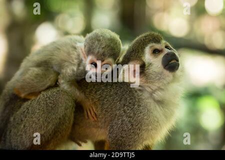 Frei-Roaming Eichhörnchen Affen, Saimiri sciureus, in einem Naturschutzgebiet im Regenwald der Dominikanischen Republik. Heimisch im Amazonasbecken. Stockfoto