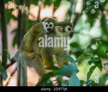 Frei-Roaming Eichhörnchen Affen, Saimiri sciureus, in einem Naturschutzgebiet im Regenwald der Dominikanischen Republik. Heimisch im Amazonasbecken. Stockfoto