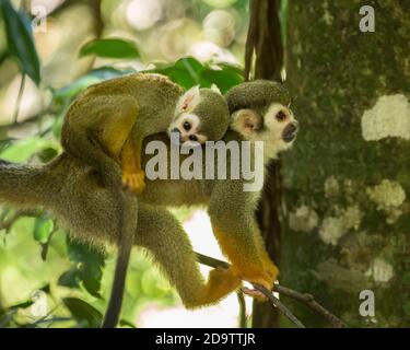Frei-Roaming Eichhörnchen Affen, Saimiri sciureus, in einem Naturschutzgebiet im Regenwald der Dominikanischen Republik. Heimisch im Amazonasbecken. Stockfoto