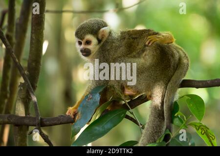Frei-Roaming Eichhörnchen Affen, Saimiri sciureus, in einem Naturschutzgebiet im Regenwald der Dominikanischen Republik. Heimisch im Amazonasbecken. Stockfoto