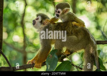 Frei-Roaming Eichhörnchen Affen, Saimiri sciureus, in einem Naturschutzgebiet im Regenwald der Dominikanischen Republik. Heimisch im Amazonasbecken. Stockfoto