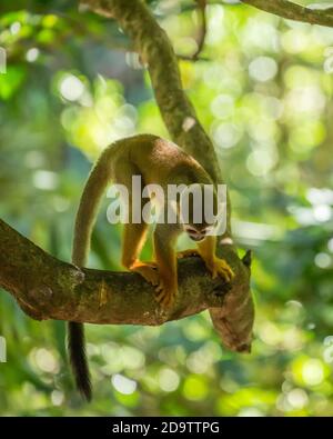 Frei-Roaming Eichhörnchen Affen, Saimiri sciureus, in einem Naturschutzgebiet im Regenwald der Dominikanischen Republik. Heimisch im Amazonasbecken. Stockfoto