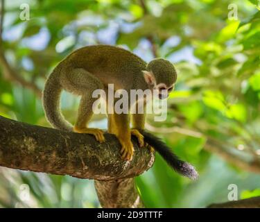 Frei-Roaming Eichhörnchen Affen, Saimiri sciureus, in einem Naturschutzgebiet im Regenwald der Dominikanischen Republik. Heimisch im Amazonasbecken. Stockfoto