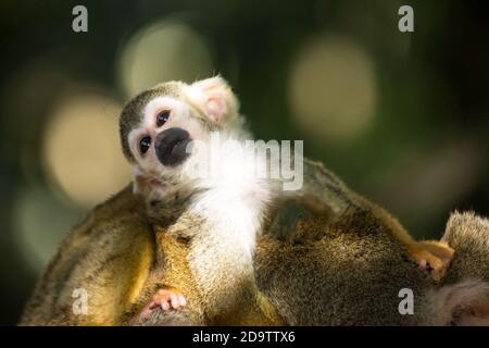 Frei-Roaming Eichhörnchen Affen, Saimiri sciureus, in einem Naturschutzgebiet im Regenwald der Dominikanischen Republik. Heimisch im Amazonasbecken. Stockfoto