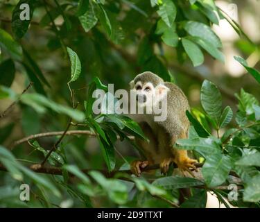Frei-Roaming Eichhörnchen Affen, Saimiri sciureus, in einem Naturschutzgebiet im Regenwald der Dominikanischen Republik. Heimisch im Amazonasbecken. Stockfoto