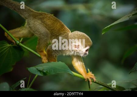 Frei-Roaming Eichhörnchen Affen, Saimiri sciureus, in einem Naturschutzgebiet im Regenwald der Dominikanischen Republik. Heimisch im Amazonasbecken. Stockfoto
