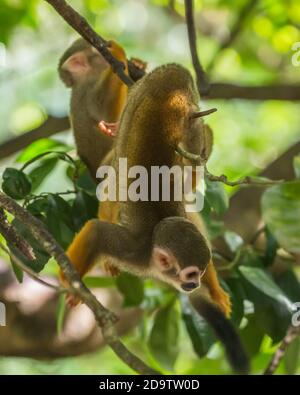 Frei-Roaming Eichhörnchen Affen, Saimiri sciureus, in einem Naturschutzgebiet im Regenwald der Dominikanischen Republik. Heimisch im Amazonasbecken. Stockfoto