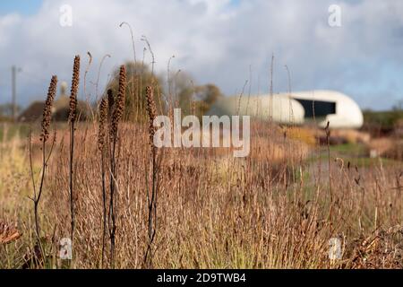 Garten bei Hauser & Wirth Gallery benannt das Oudolf Feld, auf Durslade Farm, Somerset UK. Entworfen von Piet Oudolf, fotografiert im Herbst. Stockfoto