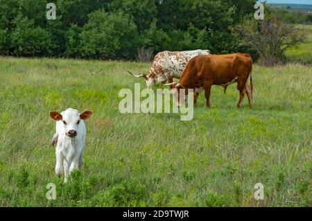 Texas Forts Trail, Shackelford County, Albany, Fort Griffin State Historic Site, Longhorn Cattle, Kalb Stockfoto