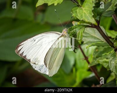 Nahaufnahme eines kleinen weißen Schmetterlings Stockfoto