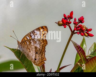Nahaufnahme eines Schmetterlings des Weißen Pfaus (Anartia jatrophae) Stockfoto