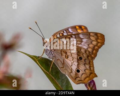 Nahaufnahme eines Schmetterlings des Weißen Pfaus (Anartia jatrophae) Stockfoto
