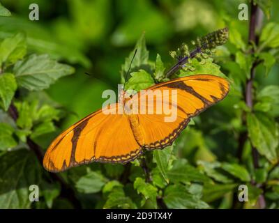 Nahaufnahme eines orangefarbenen Julis-Schmetterlings (Dryas iulia) Stockfoto