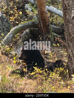 Ein amerikanischer Schwarzbär, Ursus americanus, ruht unter einem Baum im Yellowstone National Park in Wyoming. Stockfoto