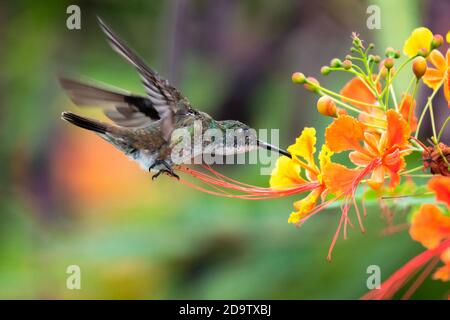 Weißkehlchen Smaragd Kolibri Fütterung auf Stolz von Barbados Blumen in einem Garten. Kolibris und Blumen, Vogel im Flug, Tierwelt in der Natur. Stockfoto