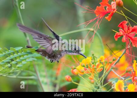 Weißkehlchen Smaragd Kolibri Fütterung auf Stolz von Barbados Blumen in einem Garten. Kolibris und Blumen, Vogel im Flug, Tierwelt in der Natur. Stockfoto