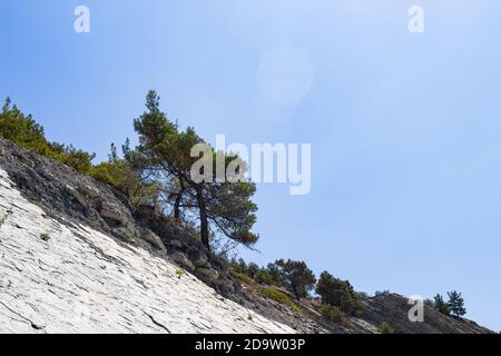 Eine Klippe mit Bäumen vor einem strahlend blauen Himmel mit Sonnenhighlights in einem wilden Strandbereich. Atemberaubende Sommerlandschaft. Steiler Hang und Pinien Stockfoto