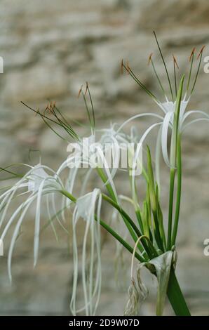 Seerosenlilie, Hymenocallis littoralis, Pancratium maritimum Pflanze, Seedaffodil im Garten Stockfoto